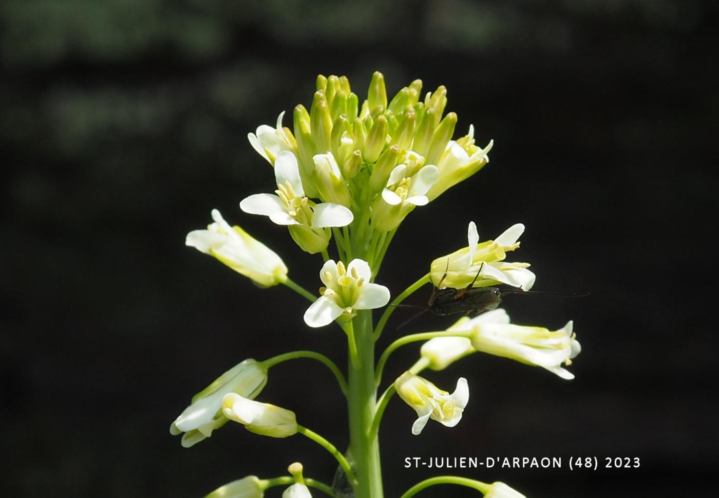 Mustard, Tower flower